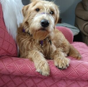 Meet your Posher, Lynette